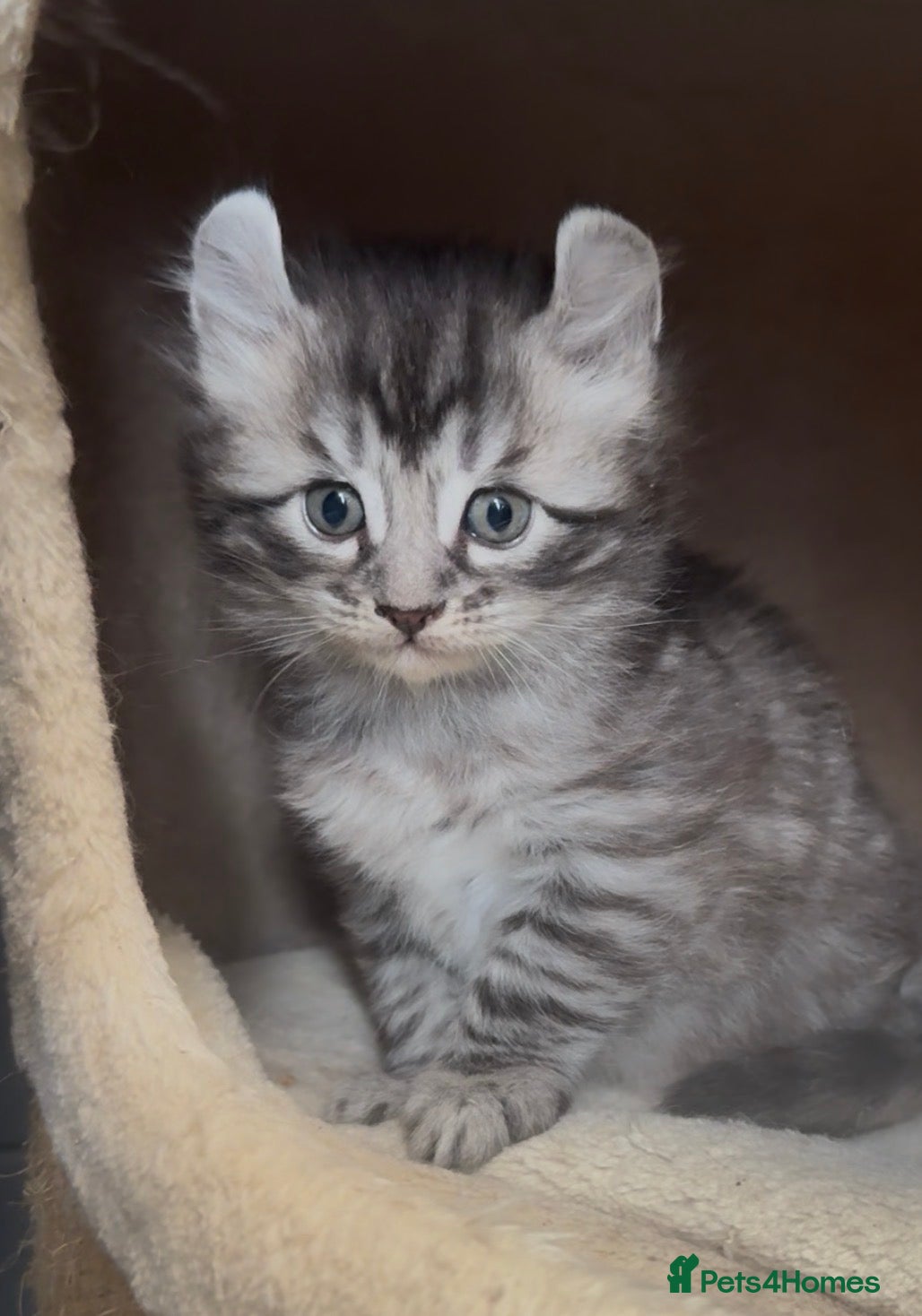 American Curl cats American curl kittens rare breed - Advert 1