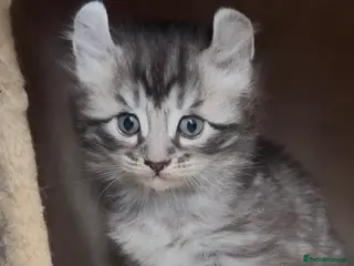 American Curl cats American curl kittens rare breed - Advert 5