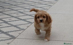 Cavapoo dogs for sale: F1 Cavapoo puppies for sale - Image 20