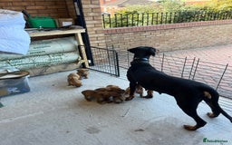Dobermann dogs for sale: Doberman puppies for sale - Image 15