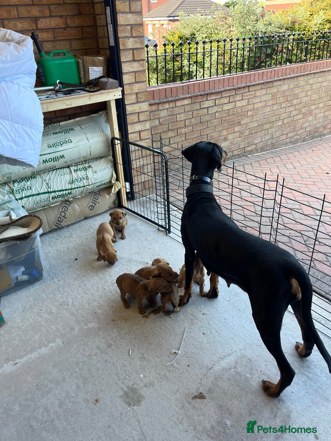 Dobermann dogs for sale: Doberman puppies for sale - Image 15