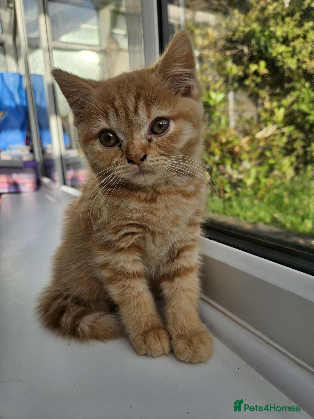 British Shorthair cats for sale: British short hair kittens - Image 2