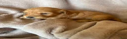 Cockapoo dogs for sale: F1 cockapoo puppy’s  in Swanley - Advert 4
