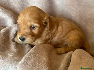 Cockapoo dogs F1 cockapoo puppy’s - Advert 1