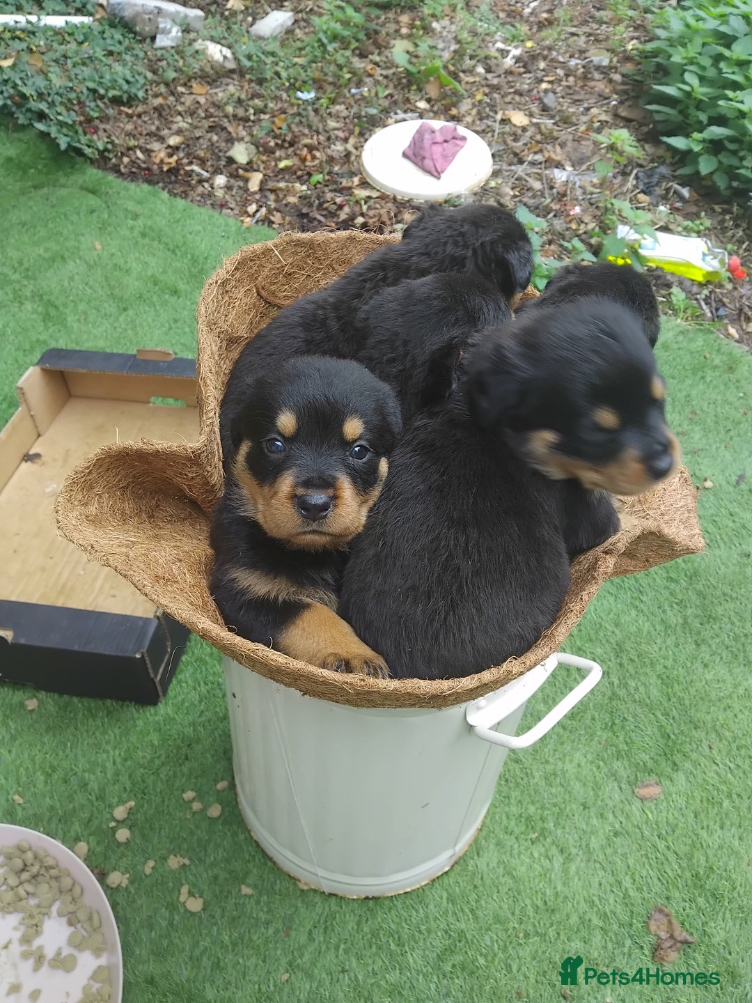 Rottweiler dogs for sale: Rottweiler Puppys 9 weeks old  - Image 3