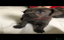 Labrador Retriever dogs for sale: Silver labrador puppys - Image 6