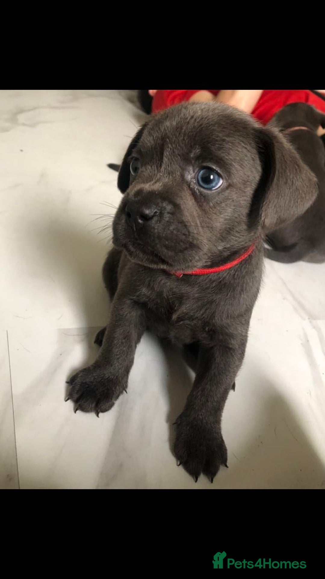 Labrador Retriever dogs for sale: Silver labrador puppys - Image 6