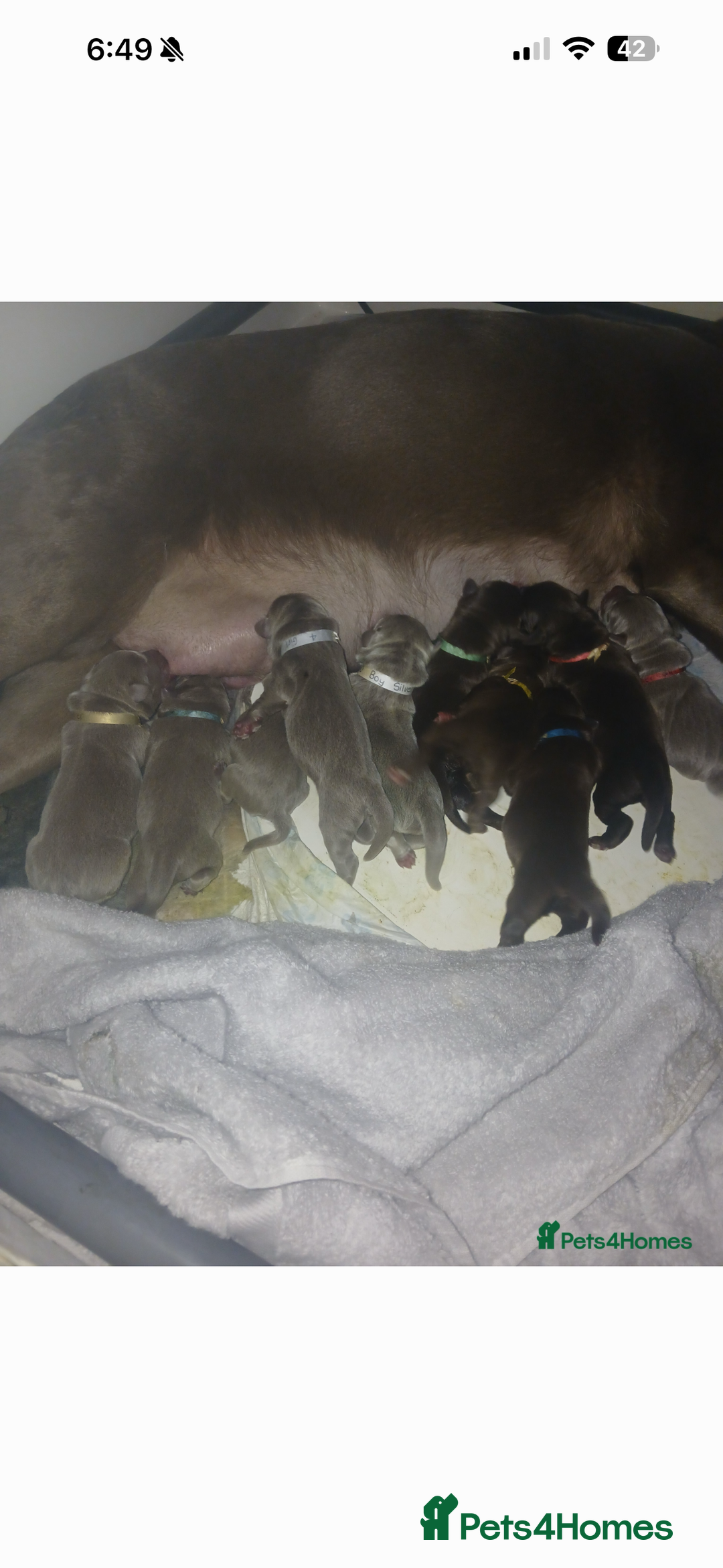 Labrador Retriever dogs for stud: Chocolate Carrying silver Labrador, Health Tested in Middlesbrough - Advert 11