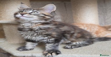 Maine Coon cats - Advert 1