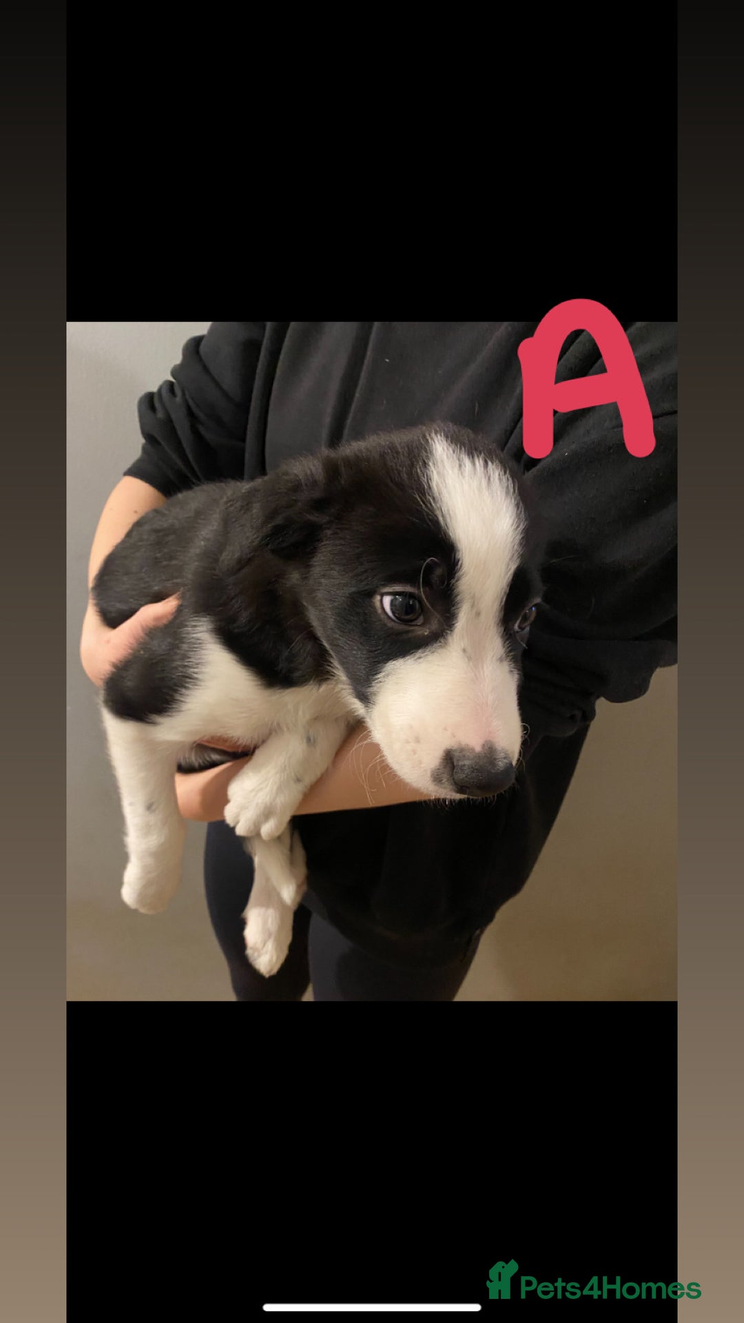 Border Collie dogs for sale: 5 border collie puppies ! - Advert 2