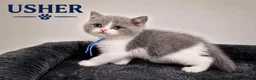 British Shorthair cats for sale: CHAMPION BLOODLINE BI-COLOURS - Advert 10