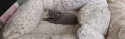 British Shorthair cats for sale: Pure Blue British Shorthair Kittens  - Advert 19