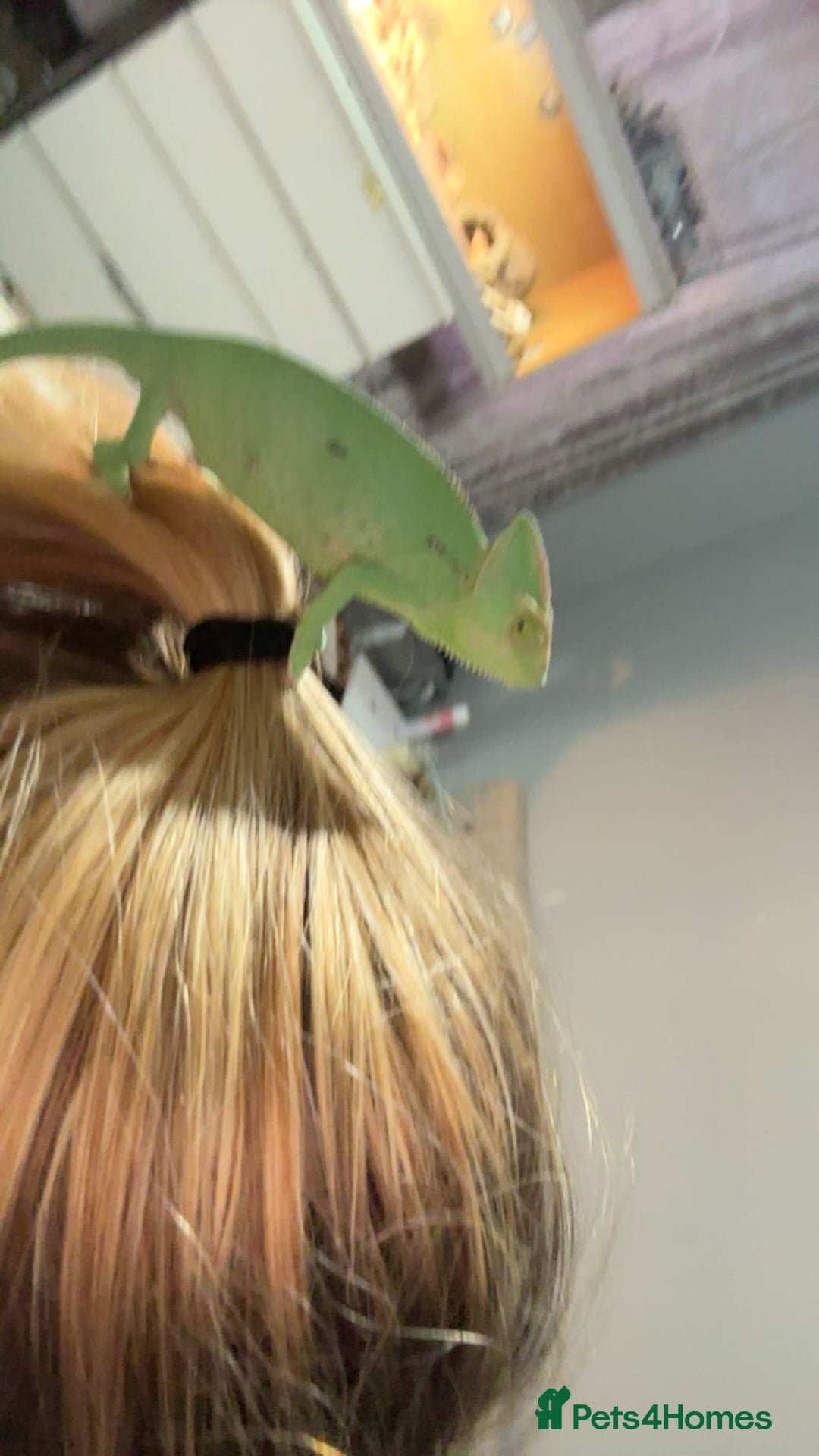 Chameleon reptiles for sale: female veiled chameleon with full set up - Advert 5