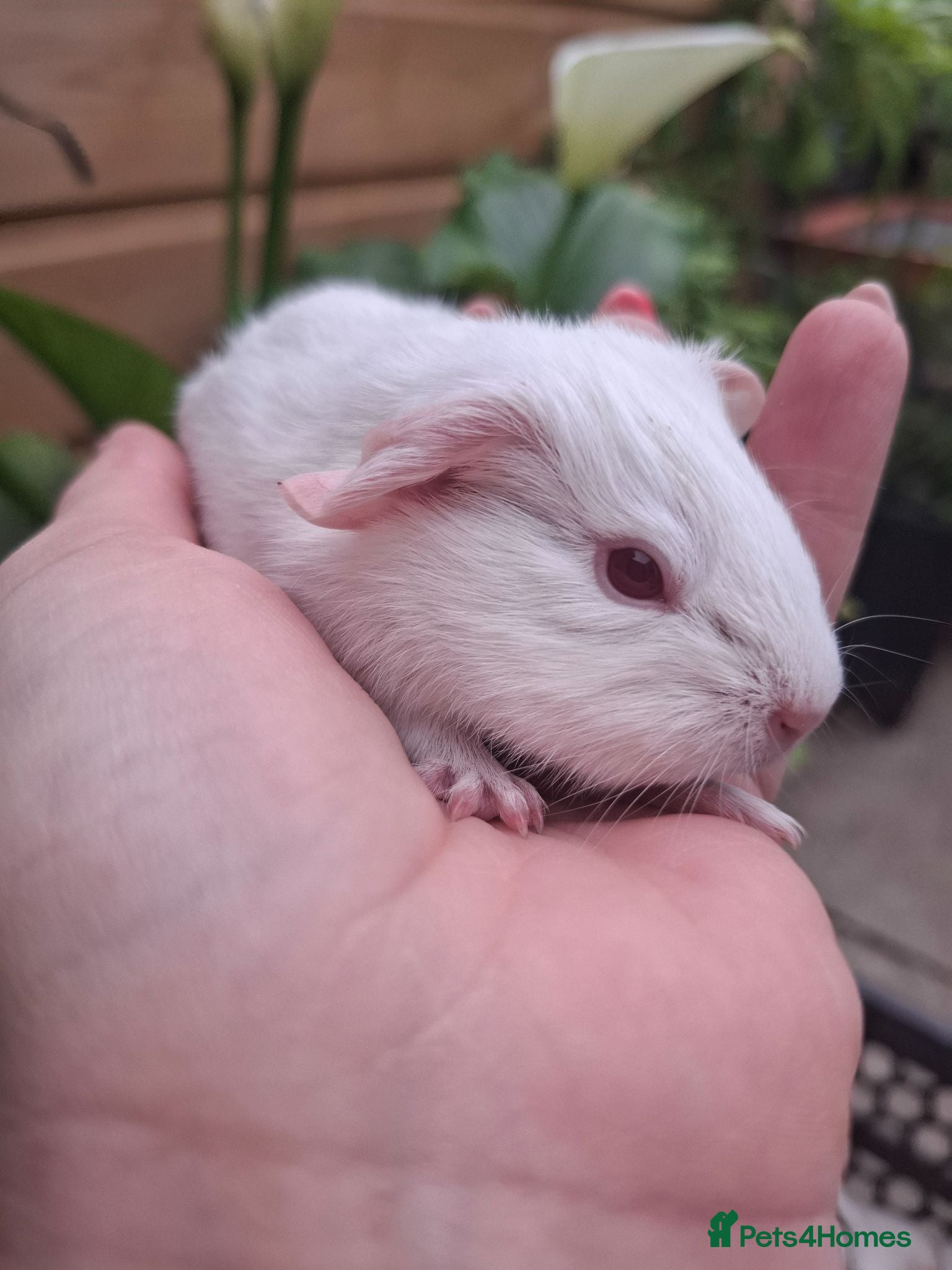 Guinea Pig rodents PEW (Pink eyed white) smooth baby girl Guinea pig - Advert 2
