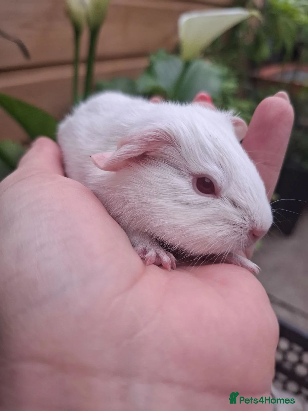 Guinea Pig rodents for sale: PEW (Pink eyed white) smooth baby girl Guinea pig - Advert 1