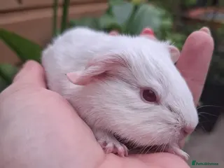 Guinea Pig rodents PEW (Pink eyed white) smooth baby girl Guinea pig - Advert 17