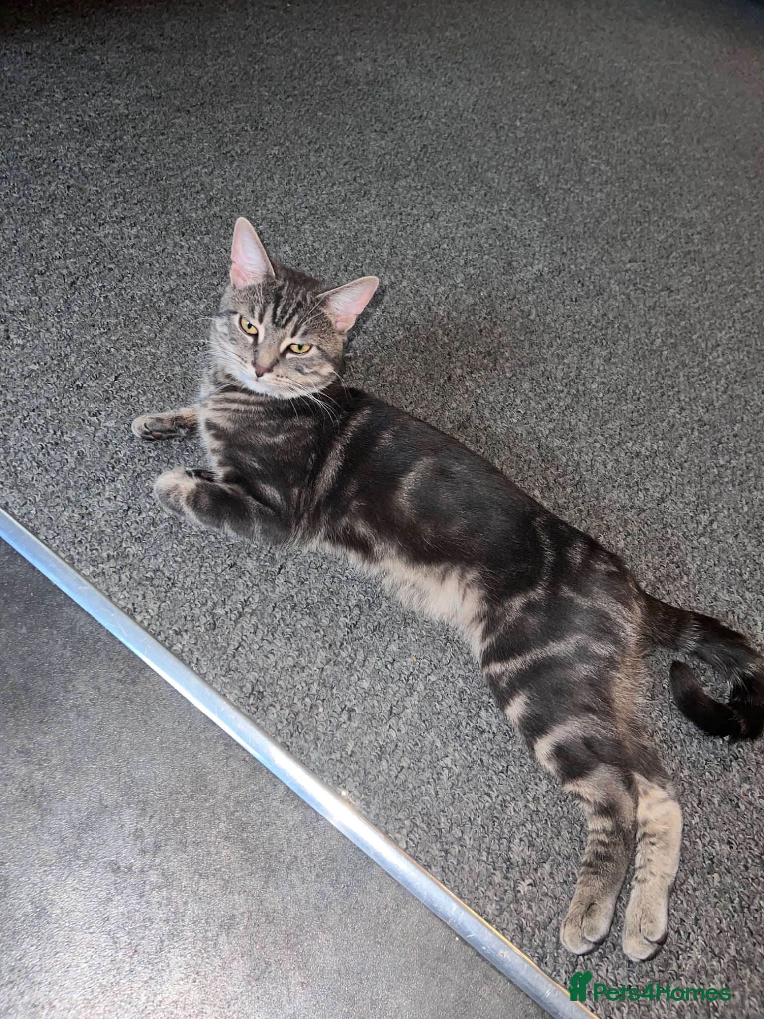 American Shorthair cats for sale: Adorable Tabby Cat for Sale! Sweetest Cat Ever - Advert 4