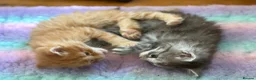 Maine Coon cats for sale: Maine Coon Cross Kittens - Advert 3