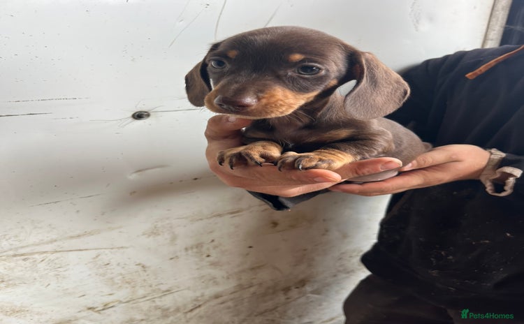 Miniature Dachshund dogs - Advert 12