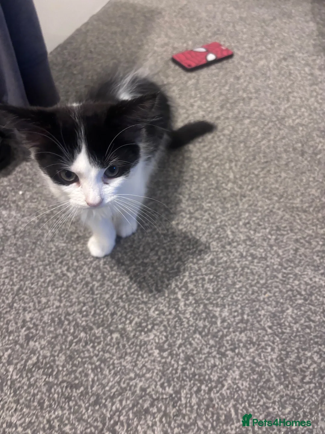 British Shorthair cats for sale: Male kitten 16 weeks old  in Cullompton - Advert 1