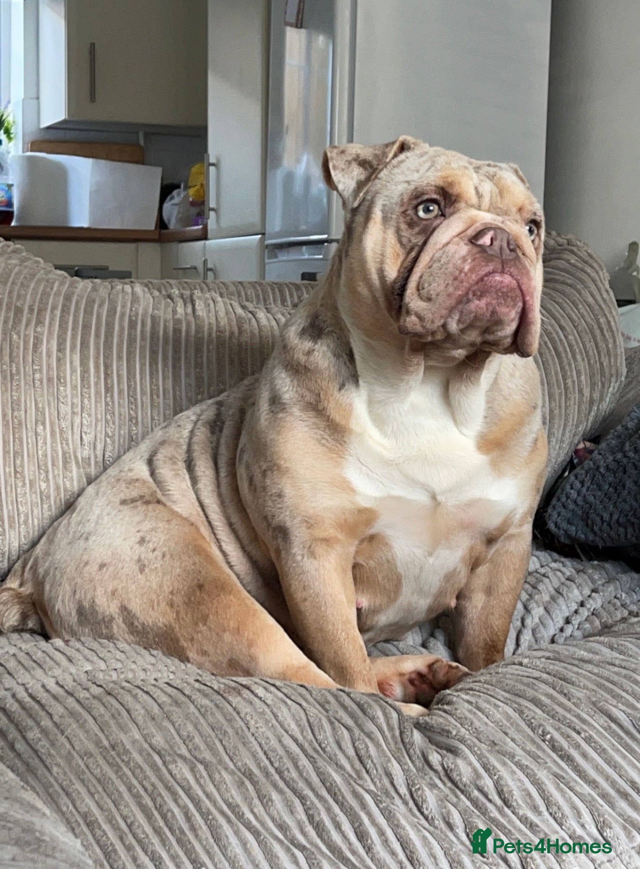 English Bulldog dogs English Bulldog puppies - Advert 2