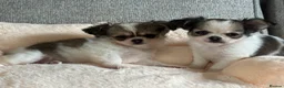 Pomchi dogs for sale: Beautiful female pomchi - Advert 8