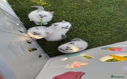 Ragdoll cats for sale: Female kitten become available! Pure Ragdoll in Derby - Image 27