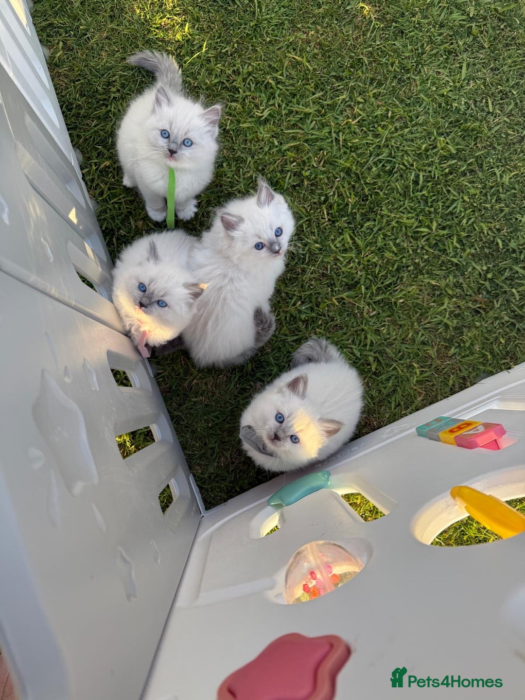 Ragdoll cats for sale: Female kitten become available! Pure Ragdoll in Derby - Image 27