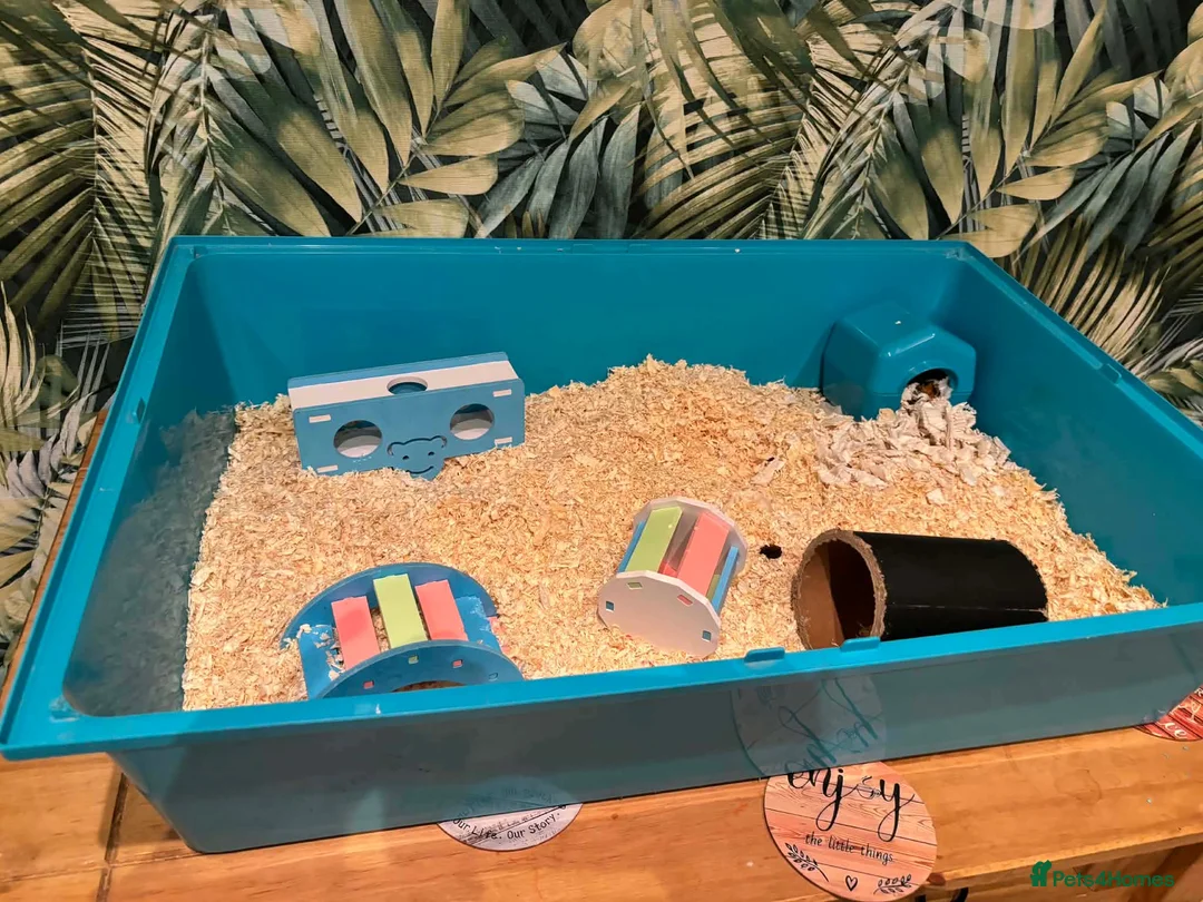 Hamster rodents for sale: male hamster  in Rotherham - Advert 1