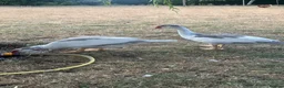Guinea Fowl poultry for sale: Muscovie Ducks& Guinea fowls  - Advert 4