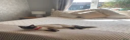 Ragdoll cats for sale: Beautiful Ragdoll × British Shorthair Kittens - Advert 10