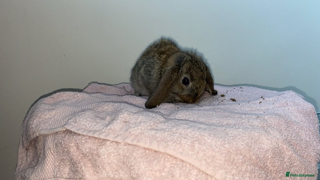 Mini Lop rabbits for sale: Mixed litter of mini lop babies for sale  - Image 14