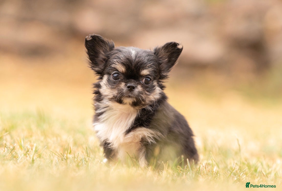 Chihuahua dogs Exquisite long coat chihuahuas (1girl available) - Advert 1