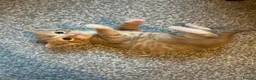 Mixed Breed cats for sale: 3 beautiful kittens  - Advert 6