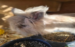 Lionhead rabbits for sale: Double mane lionheads  - Advert 5