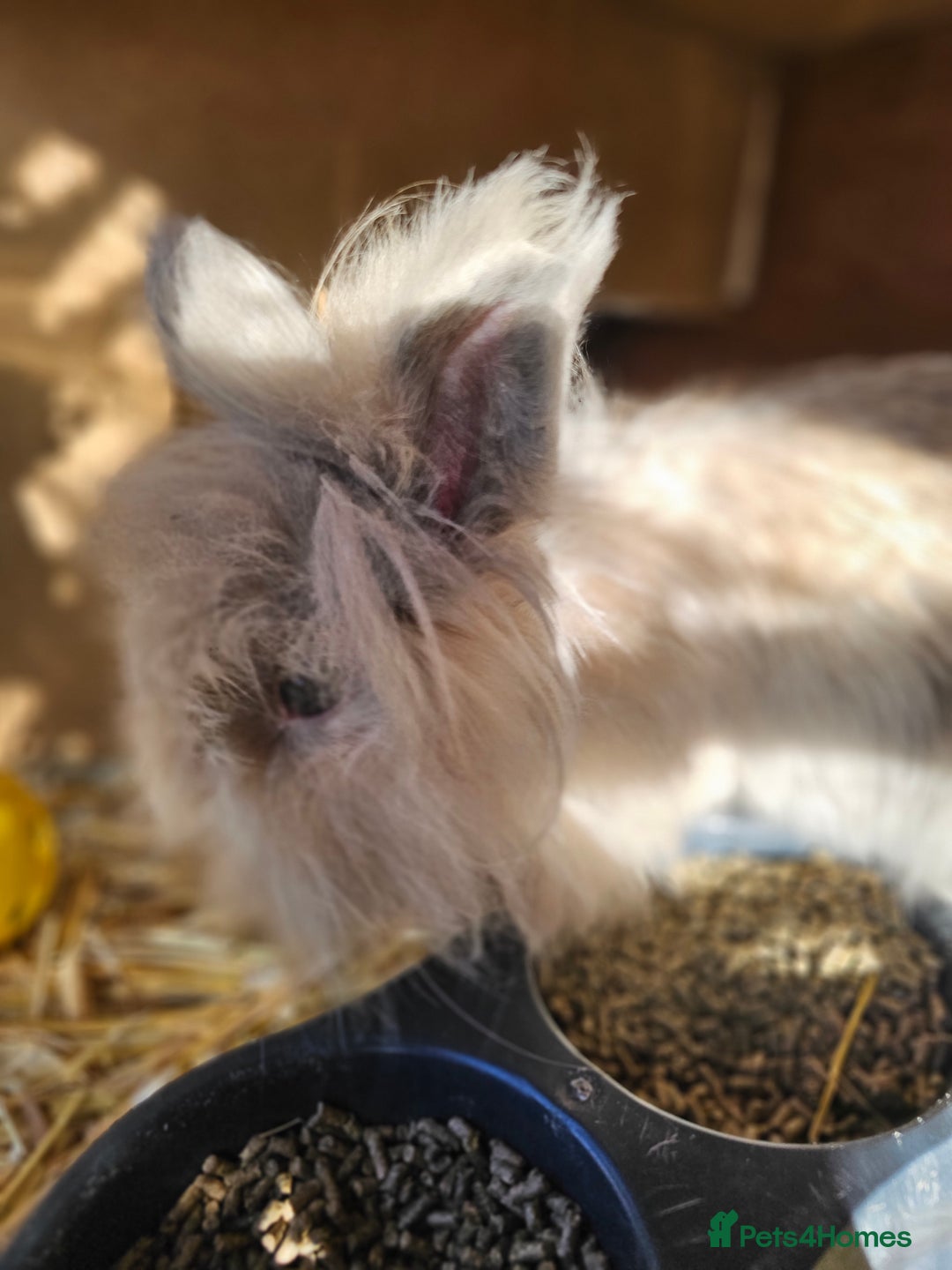 Lionhead rabbits for sale: Double mane lionheads  - Advert 5