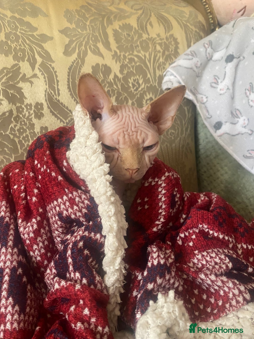 Sphynx cats for sale:  Sphynx kittens are looking for a loving  home. - Image 16