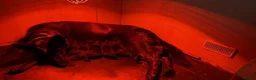 German Shepherd dogs for sale: BLACK GSD PUPPIES  - Advert 5