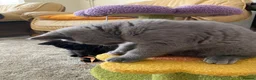 British Shorthair cats for sale: Last Exclusive Pedigree British Shorthair Girl in Bournemouth - Advert 19