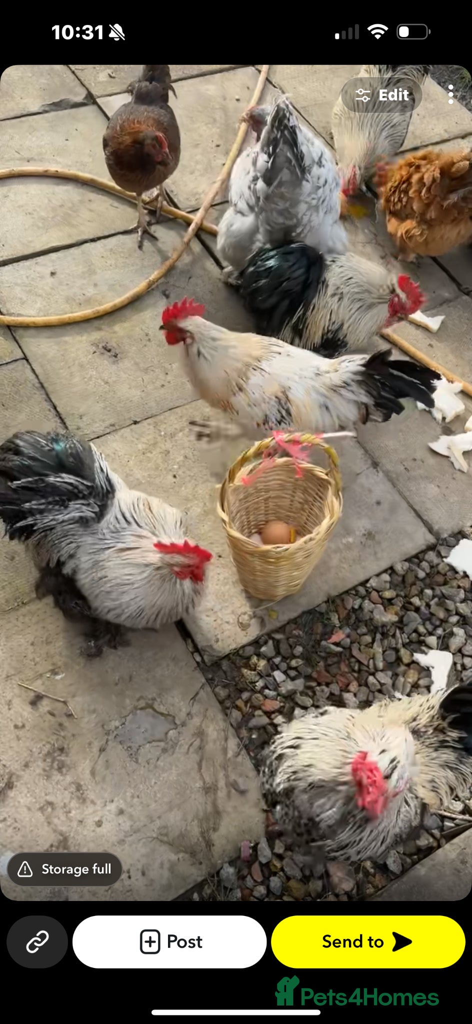 Mixed Breed birds Chicken  - Advert 1