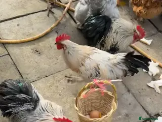 Mixed Breed birds Chicken - Advert 1