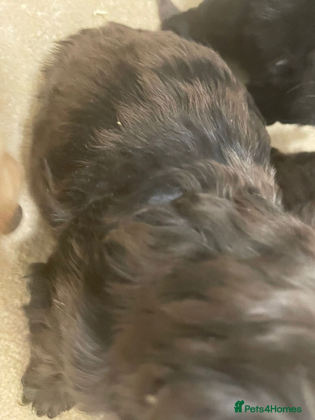 Cockapoo dogs for sale: F1 cockapoo p,a,r tested clear - Advert 24