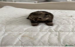 Pomeranian dogs for sale: GORGEOUS POMERANIAN PUPPIES  - Image 15