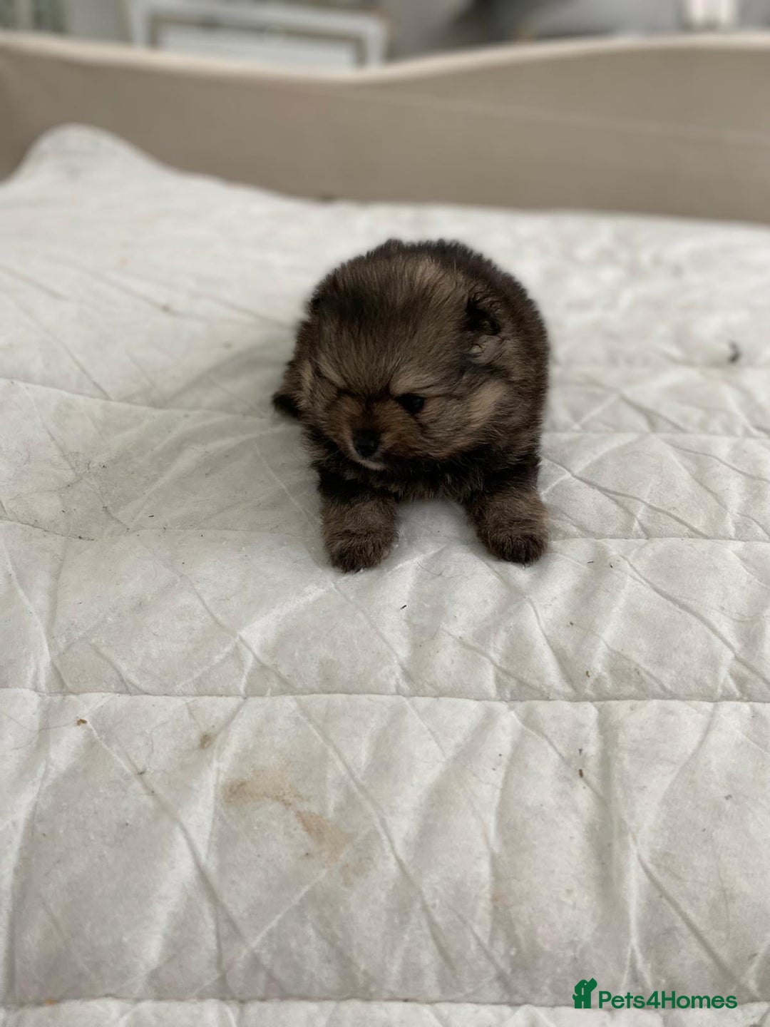 Pomeranian dogs for sale: GORGEOUS POMERANIAN PUPPIES  - Image 15