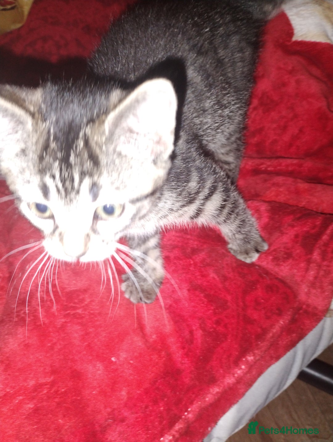 Mixed Breed cats for sale: Kittens are looking for homes  - Advert 7
