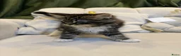 Mixed Breed cats for sale: Kittens in Nottingham - Advert 6