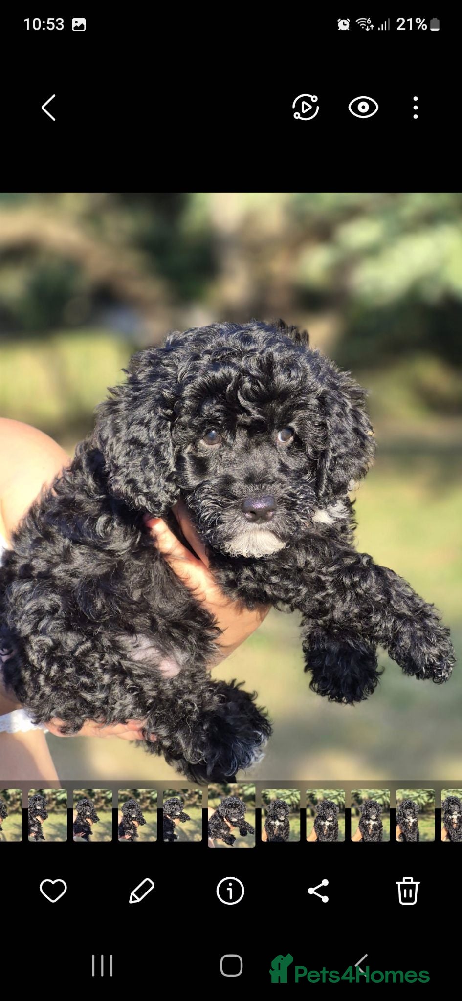 Lhasapoo dogs Ready to Leave Gorgeous Lhachon/Poodle - Advert 2