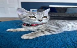 British Shorthair cats for sale:  BSH Female Grey Stripe Kitten - Image 2