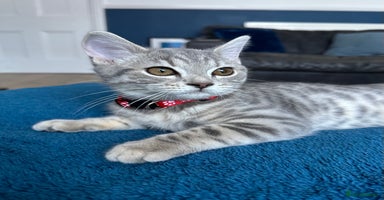 British Shorthair cats - Advert 11