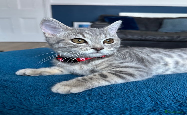 British Shorthair cats - Advert 4